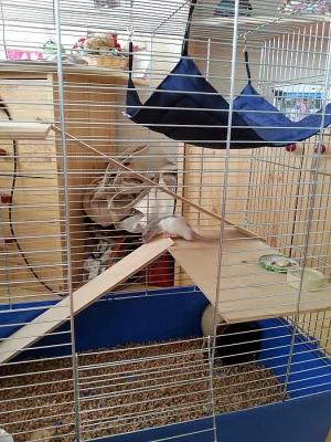 Mladý potkánek i s klecí za odvoz!